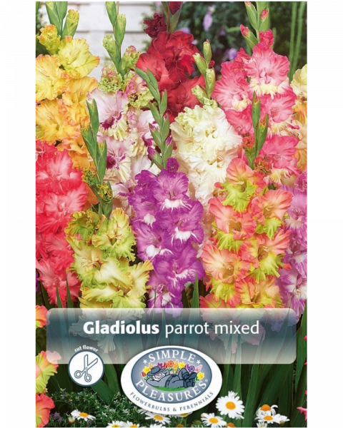 Gladiolus Pkg of 10 Parrot Mixed