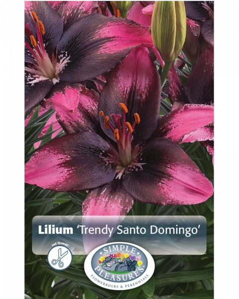 Lily Asiatic Pkg of 3 Trendy Santa Domi
