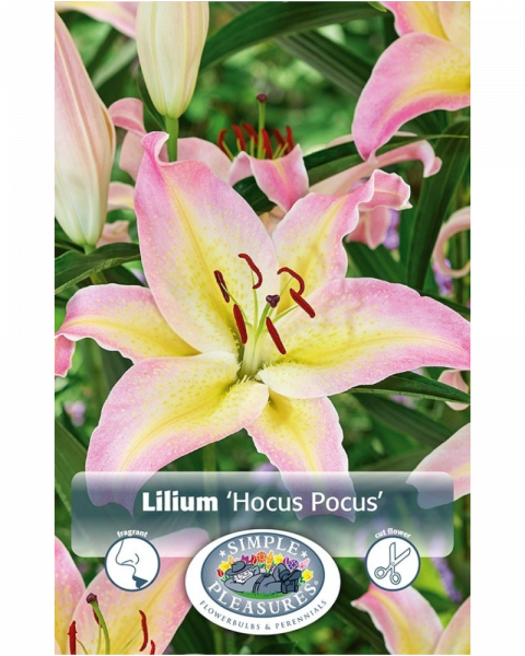 Lily Oriental Pkg of 2 Hocus Pocus