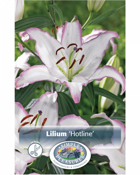 Lily Oriental Pkg of 2 Hotline