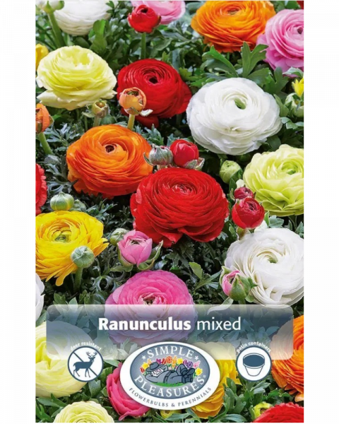 Ranunculus Pkg of 10 Mixed