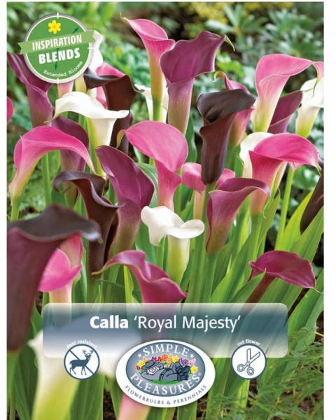 Calla Pkg of 3 Inspiration Royal Majesty