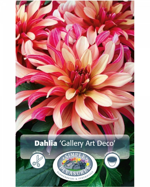 Dahlia Pkg of 1 Dec Gallery Art Deco