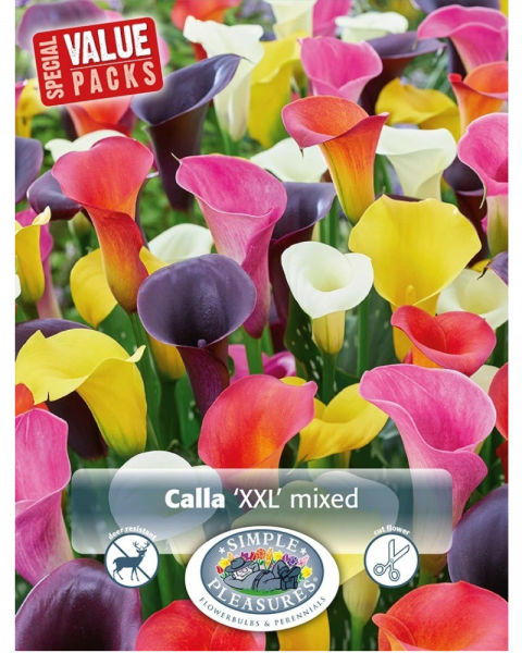 Calla Pkg of 4 XXL