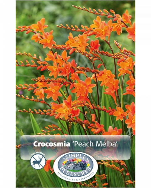 Crocosmia Pkg of 5 Peach Melba