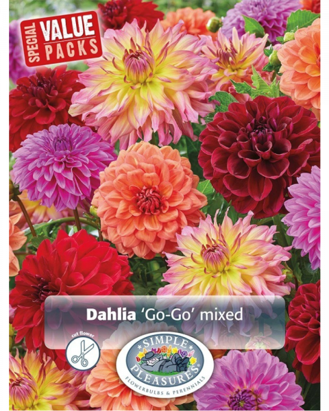 Dahlia Pkg of 3 DecGo-Go Mix