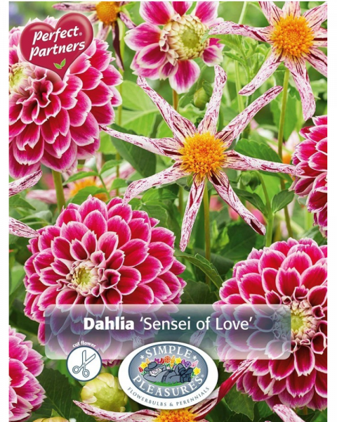 Dahlia Pkg of 2 Sensei of Love Blend
