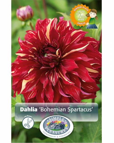 Dahlia Pkg of 1 Dinnerplate Bohemian Spartacus