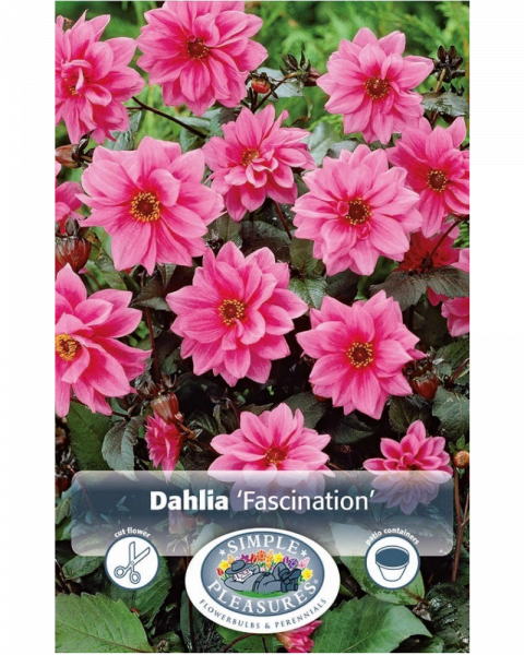 Dahlia Pkg of 1 Dark Leaf Fascination