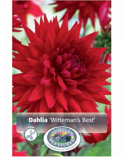 Dahlia Pkg of 1 Semi Cactus Witteman's Best