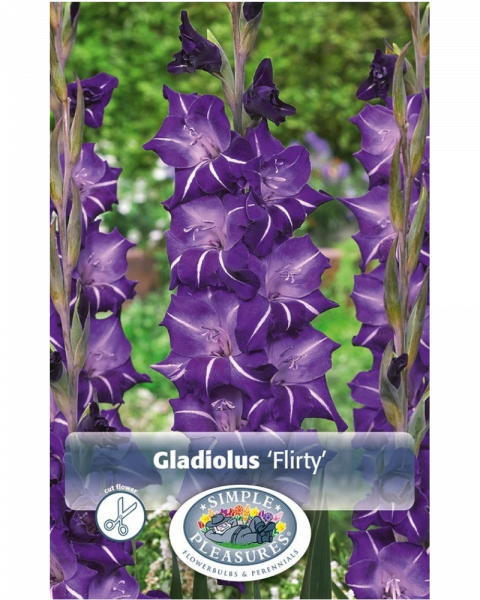 Gladiolus Pkg of 10 Flirty