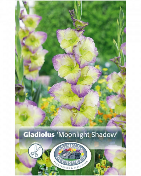Gladiolus Pkg of 10 Moonlight Shadow