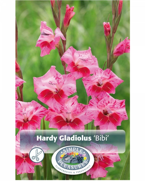 Gladiolus Pkg of 10 Bibi