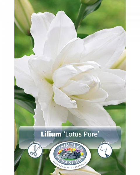 Lily Oriental Pkg of 2 Double Lotus Pure