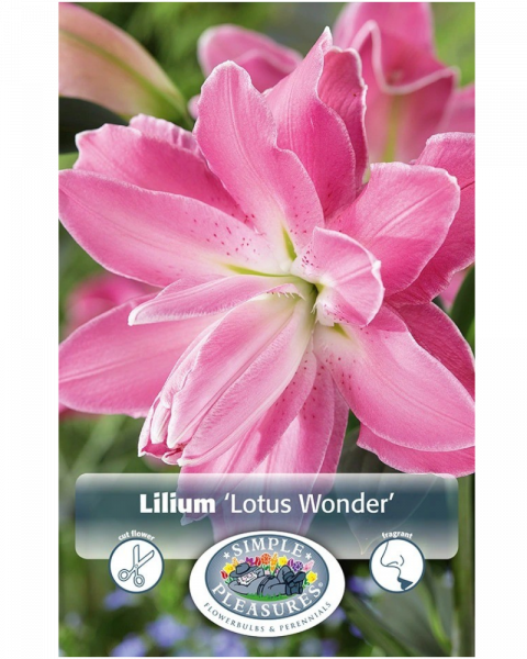 Lily Oriental Pkg of 2 Double Lotus Wonder