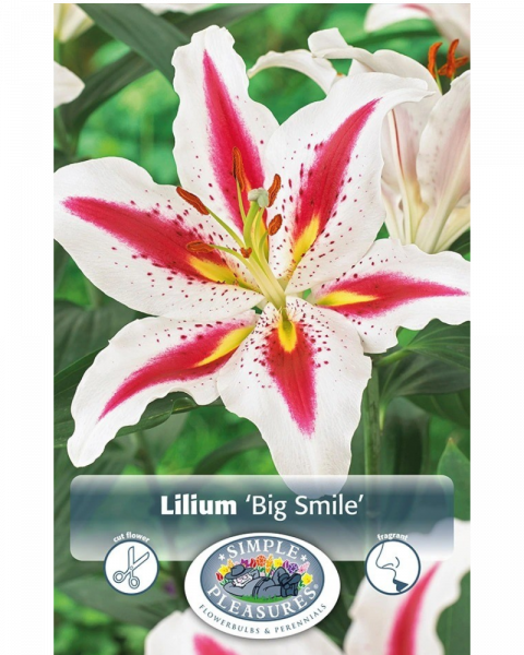 Lily Oriental Pkg of 2 Big Smile