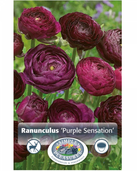 Ranunculus Pkg of 10 Purple Sensation