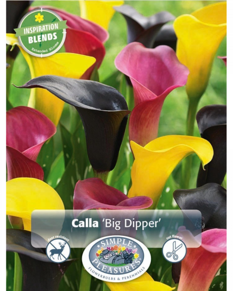 Calla Pkg of 3 Inspiration Big Dipper