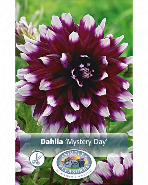 Dahlia Pkg of 1 Dec Mystery Day