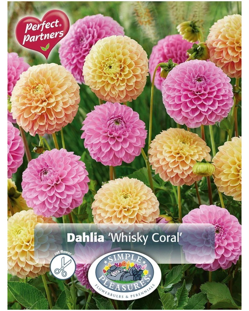 Dahlia Pkg of 2 Whisky Coral