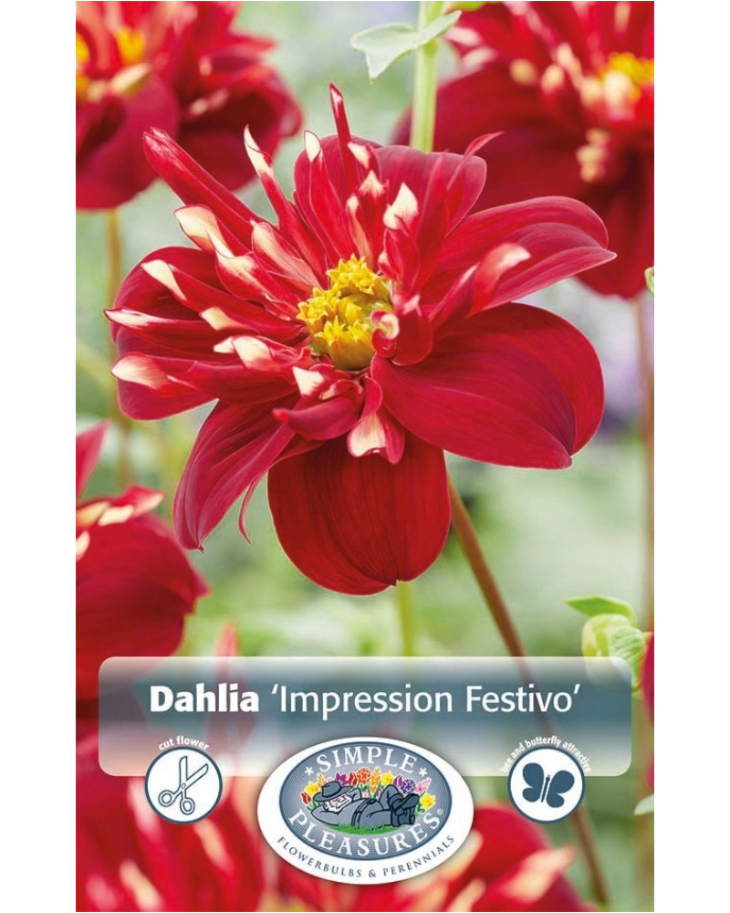 Dahlia Pkg of 1 Impression Festivo