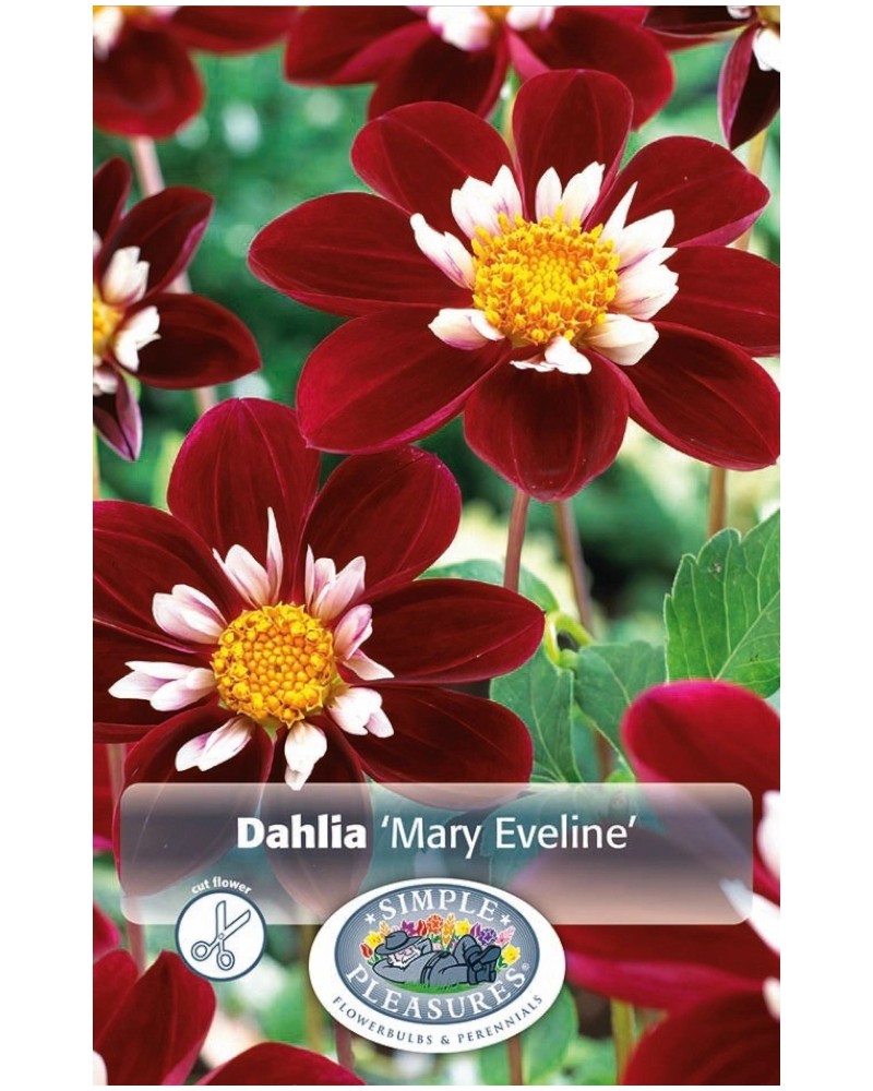 Dahlia Pkg of 1 Mary Eveline