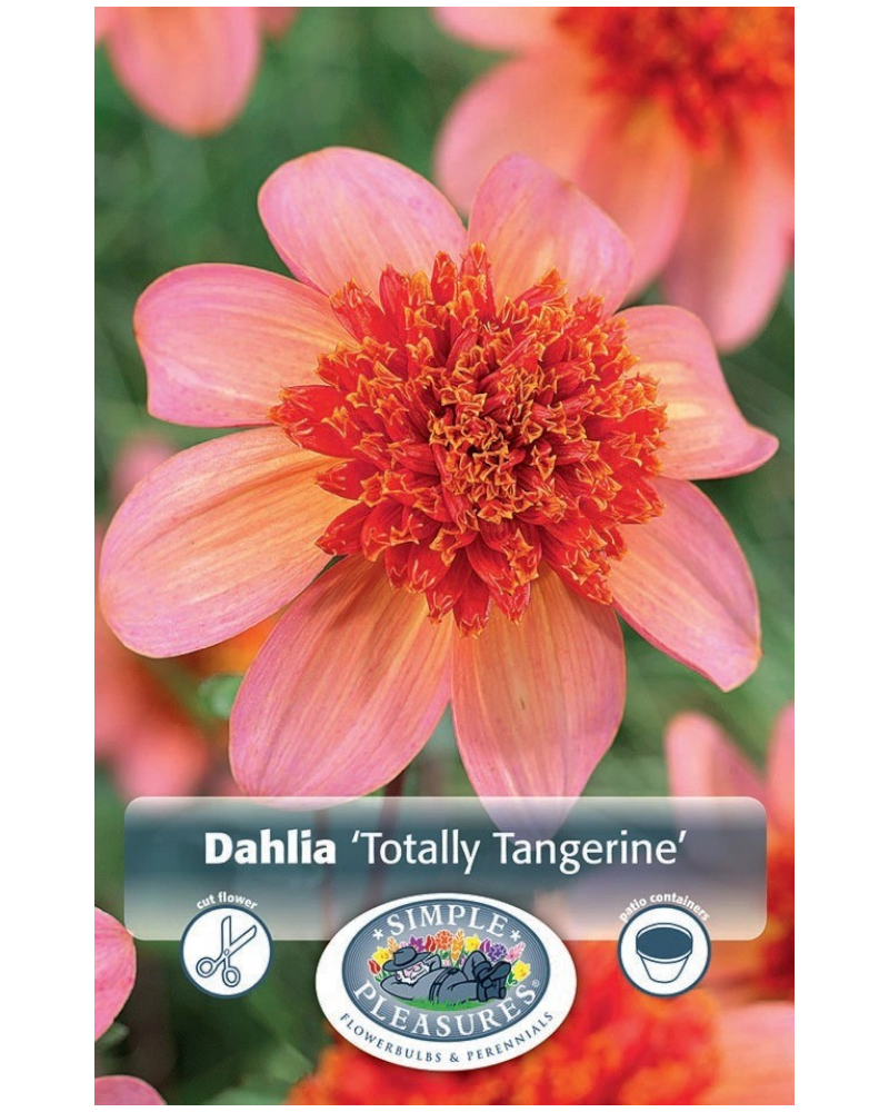 Dahlia Pkg of Totally Tangerine Blend
