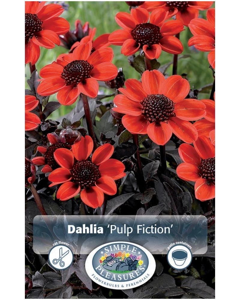 Dahlia Pkg of 1 Dark Leaf Pulp Fiction