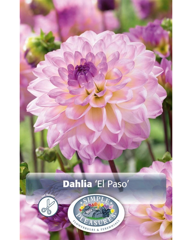 Dahlia Pkg of 1 Dec El Paso