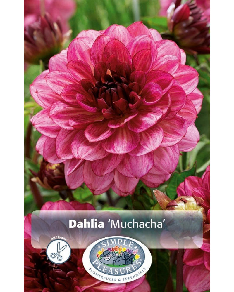 Dahlia Pkg of 1 Decorative Muchacha
