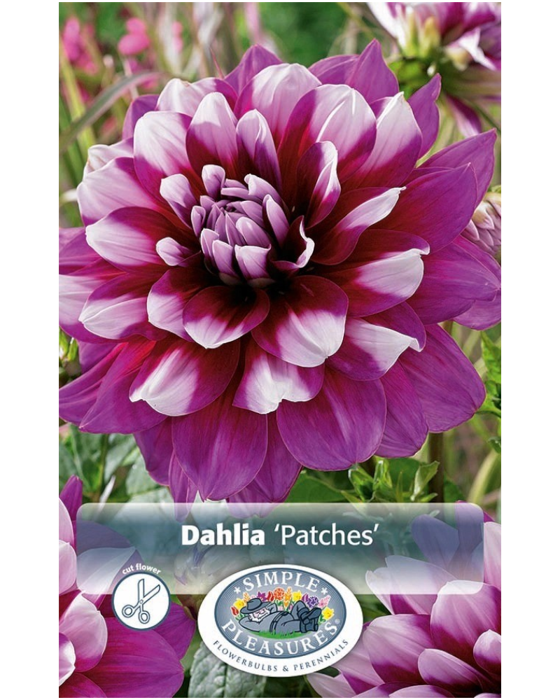 Dahlia Pkg of 1 Decorative Patches