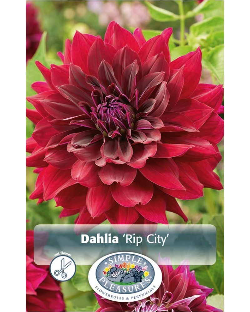 Dahlia Pkg of 1 Decorative Rip City