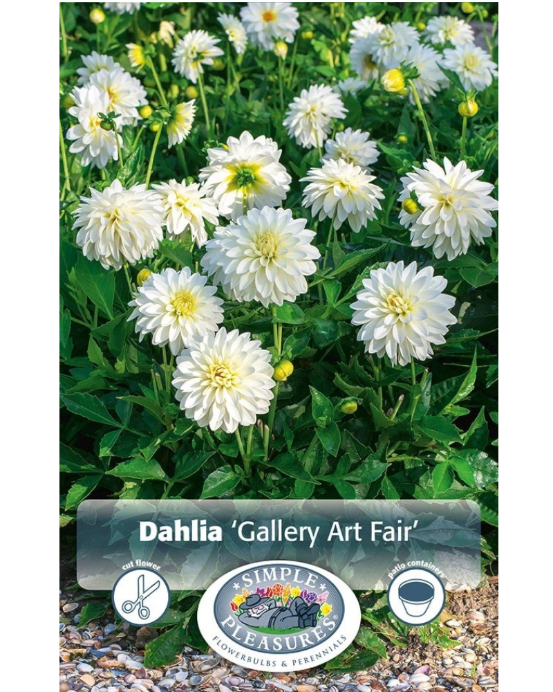 Dahlia Pkg of 1 Dinnerplate Gallery Art Fair