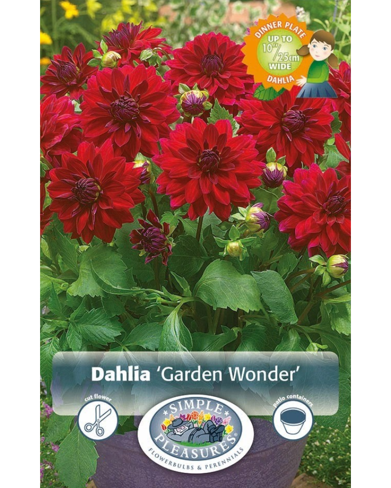Dahlia Pkg of 1 Dinnerplate Garden Wonder