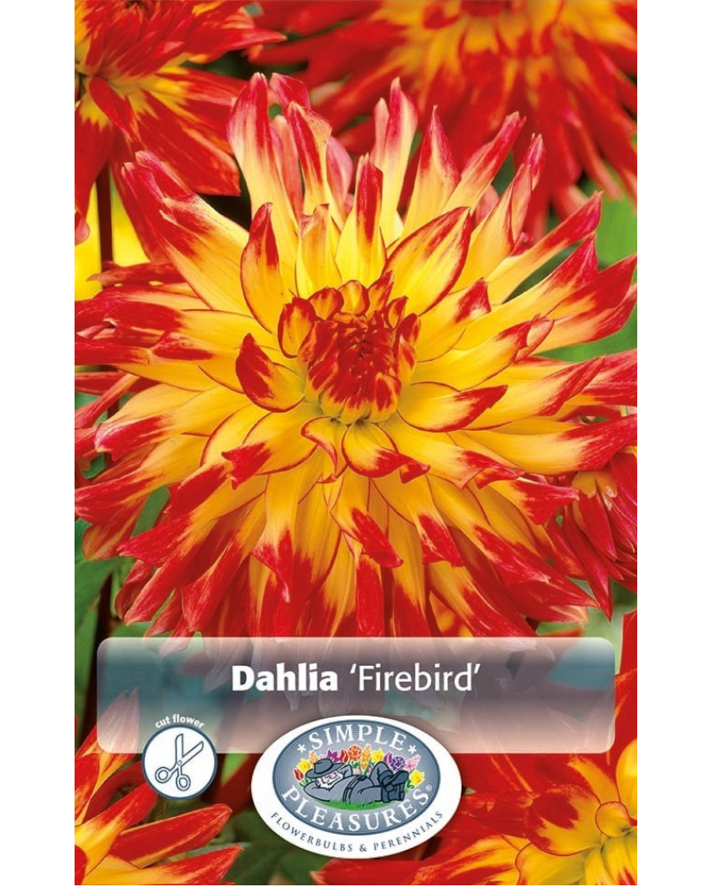 Dahlia pkg of 1  Semi Cactus Firebird