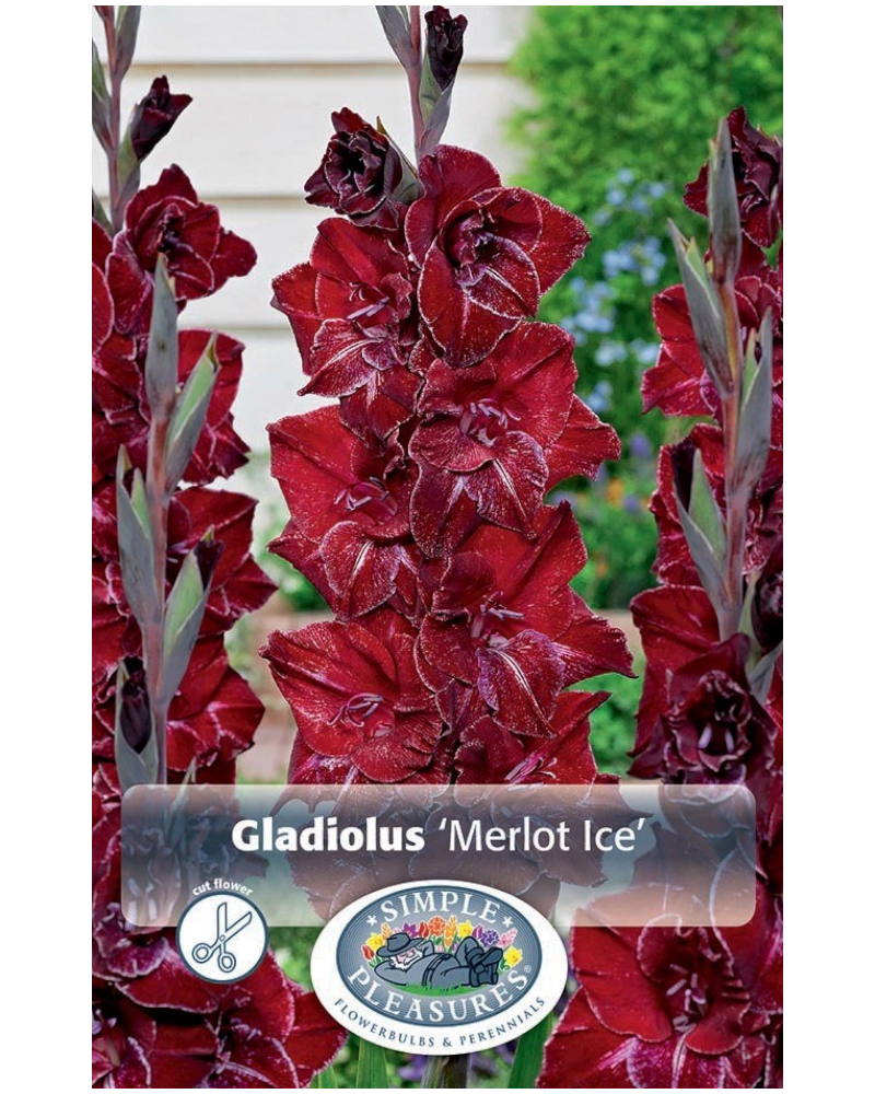 Gladiolus Pkg of 10 Merlot Ice