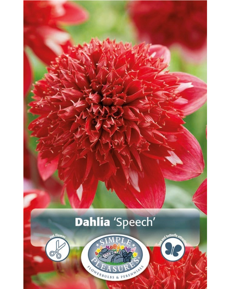Dahlia Pkg of 1 Speech