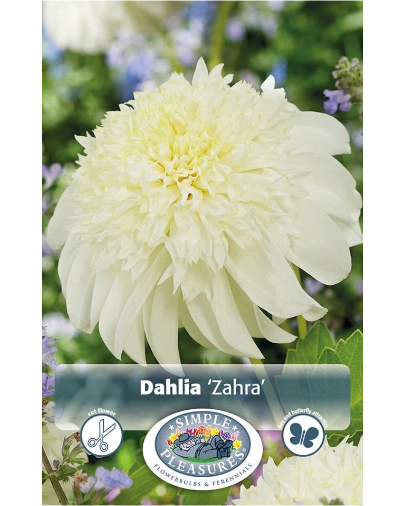 Dahlia Pkg of 1 Zahra