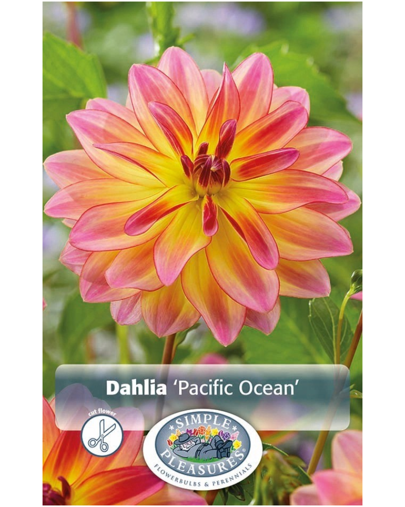 Dahlia Pkg of 1 Decorative Pacific Ocean