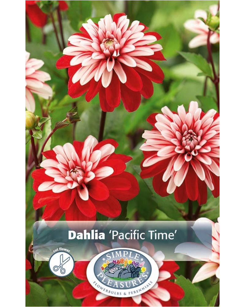 Dahlia Pkg of 1 Dec Pacific Time
