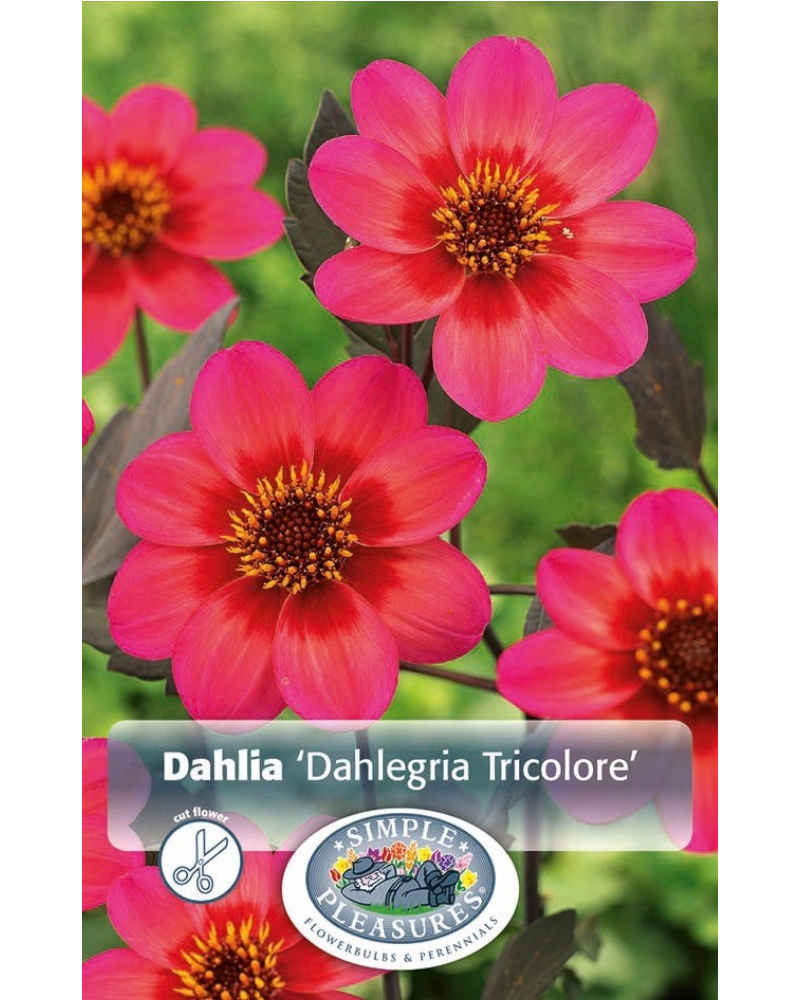Dahlia Pkg of 1 Dahlegria Tricolore