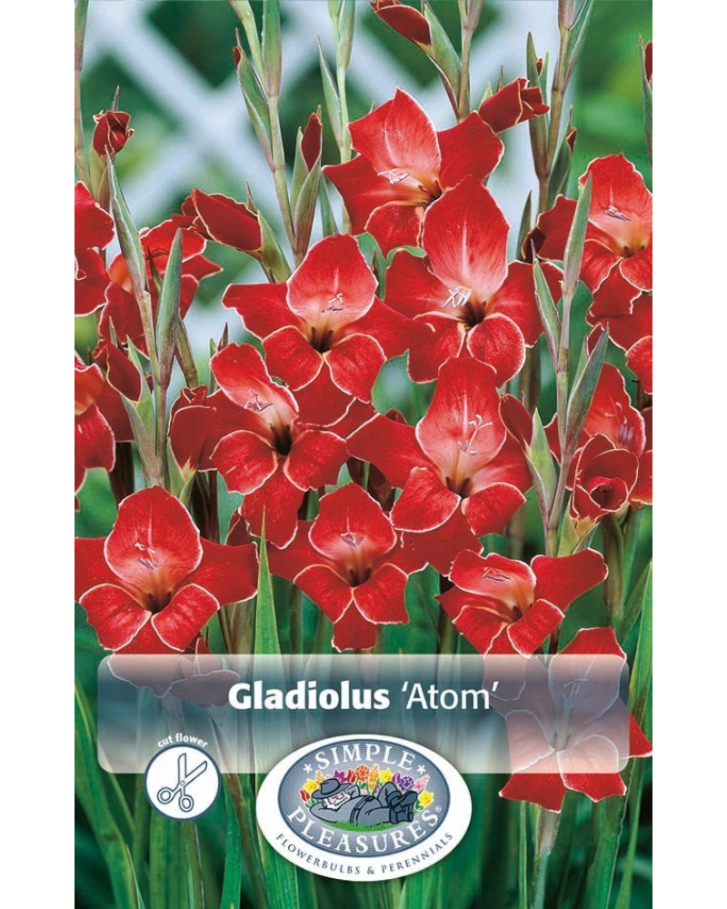 Gladiolus Pkg of 10 Hardy Atom