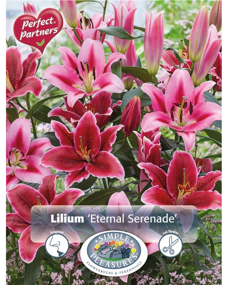 Lily Oriental Pkg of 4 Eternal Serenade Blend
