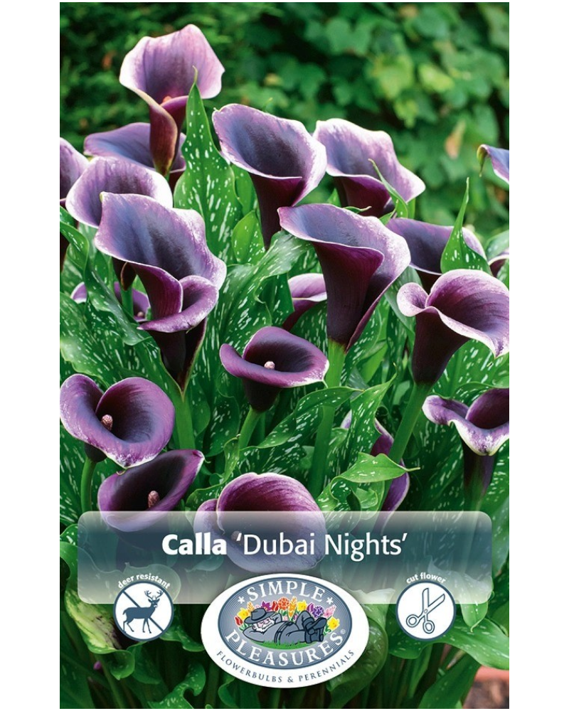 Calla Pkg of 1 Dubia Nights