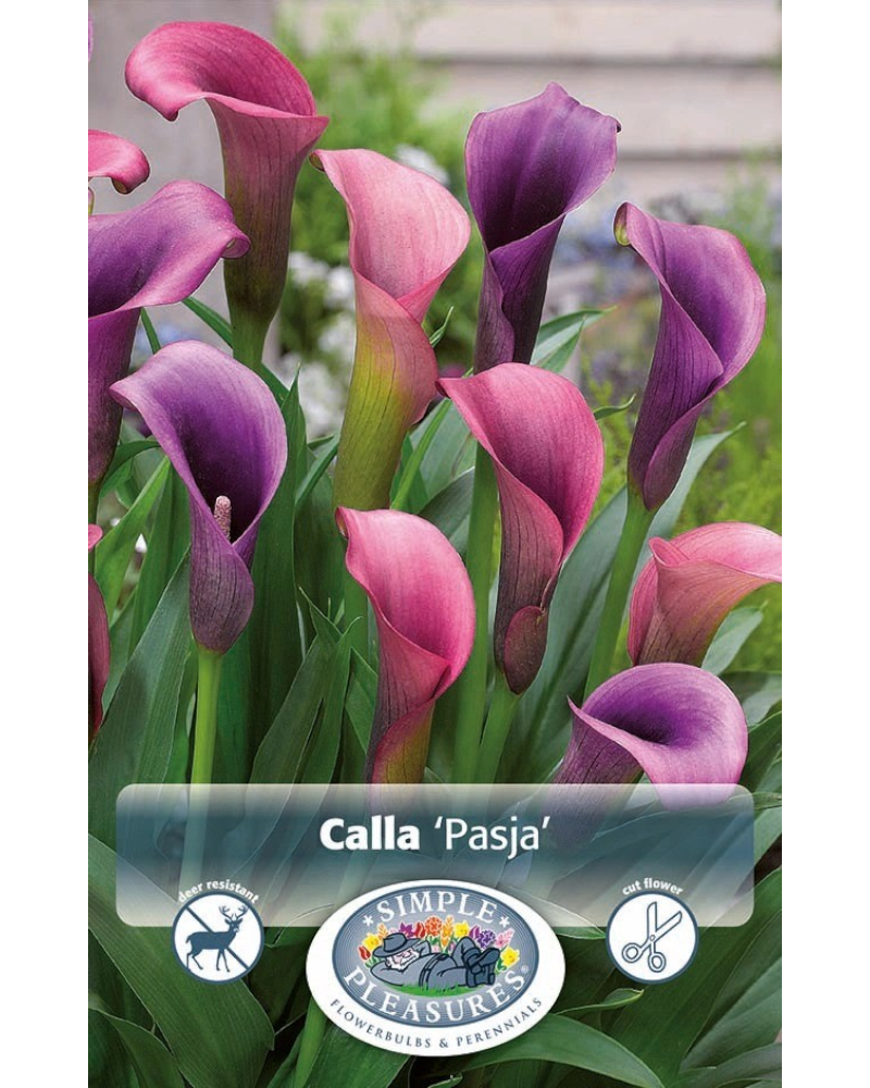 Calla Pkg of 1 Pasja
