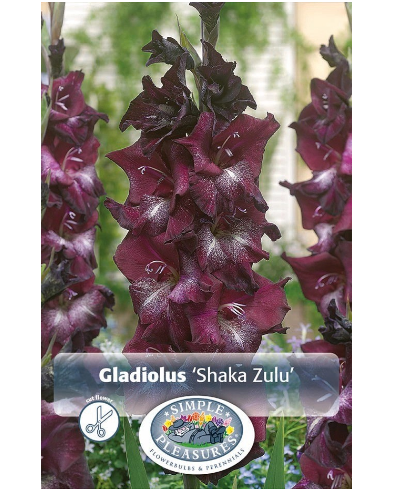 Gladiolus Pkg of 10 Shaka Zulu