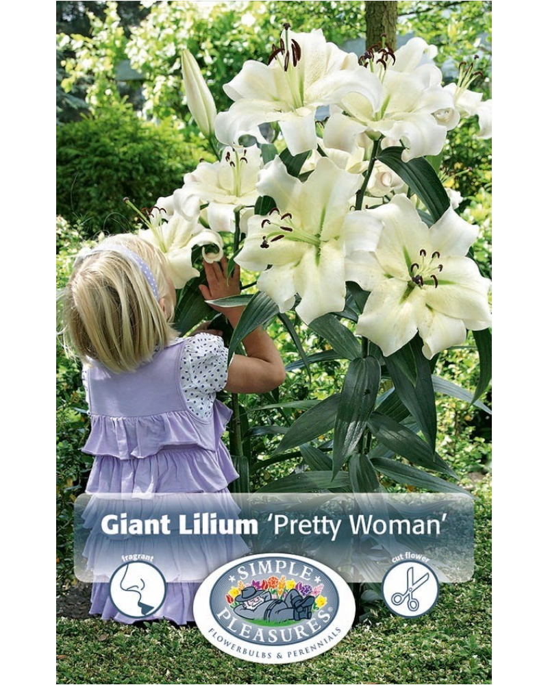 Lily Hybrid Pkg of 2 Giant Pretty Woman