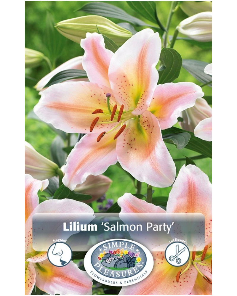Lily Oriental Pkg of 2 Salmon Party