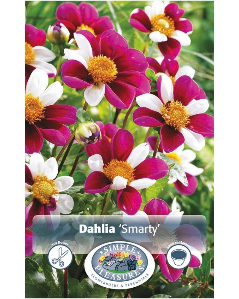 Dahlia Pkg of 1 Dec Smarty