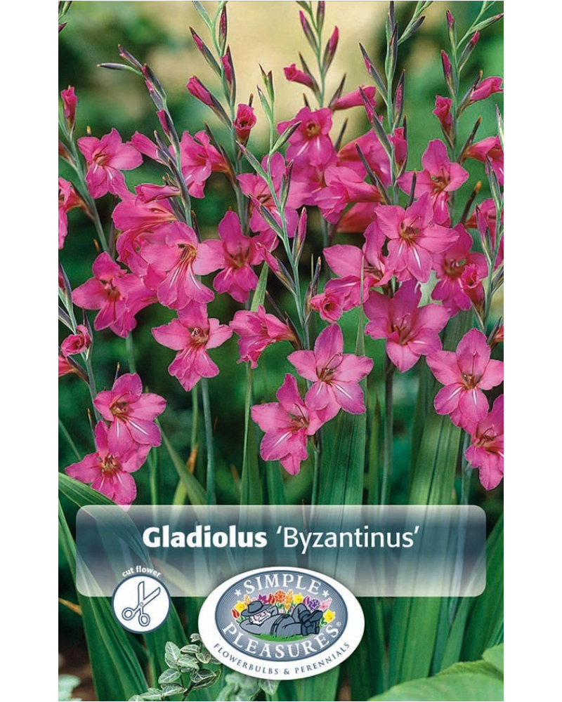 Gladiolus Pkg of 10 Byzantinus